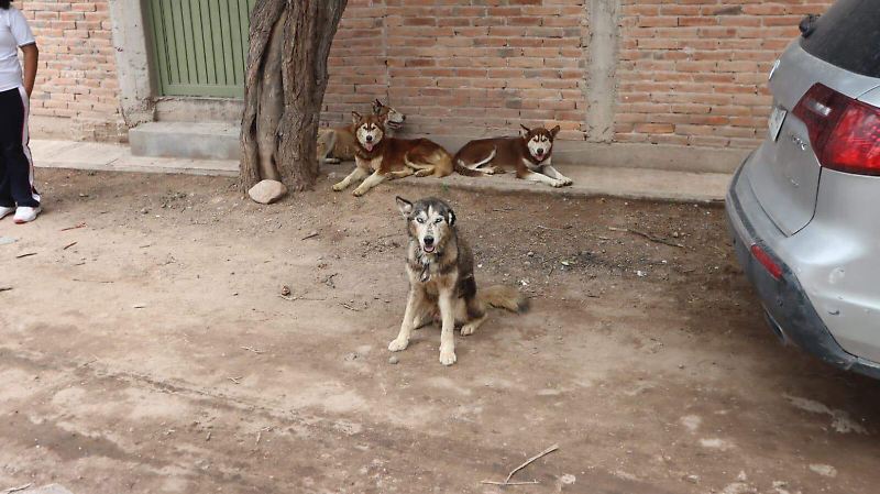 Criadero clandestino